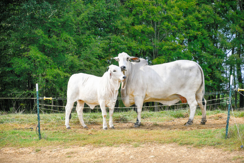 2019 Farm Festival